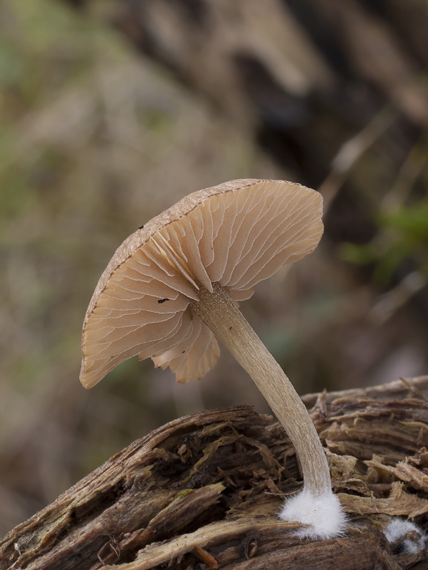 Simocybe suptuosa